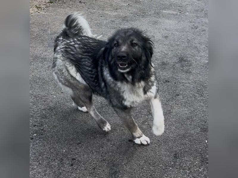 IRINA - HERDENSCHUTZHUND