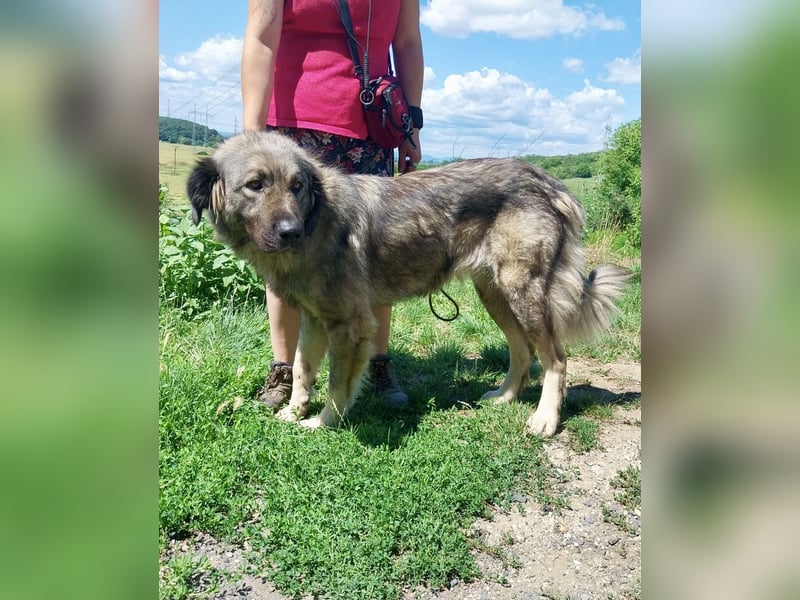 Schöne und sehr freundliche, gut sozialisierte Owtscharka Hündin, 2Jahre, kastriert