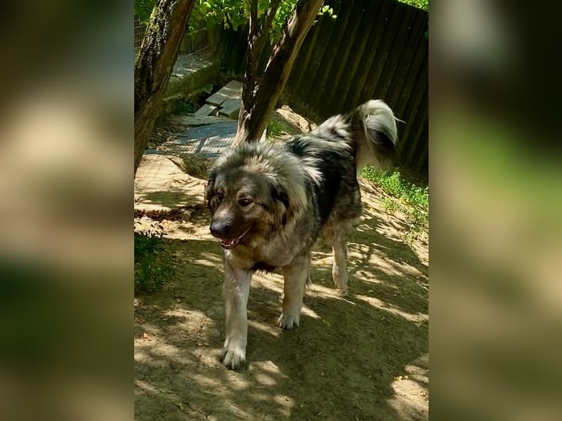 Schöne und sehr freundliche, gut sozialisierte Owtscharka Hündin, 2Jahre, kastriert