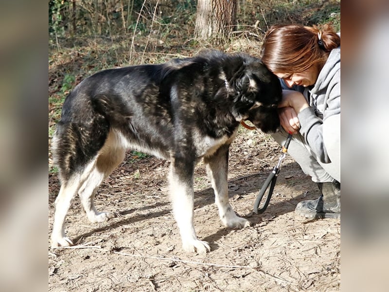 Jázmin, kaukasischer Schäferhund-Mix mit großem Herz, ca. 2,5 Jahre, ca. 69 cm, ca. 40 kg