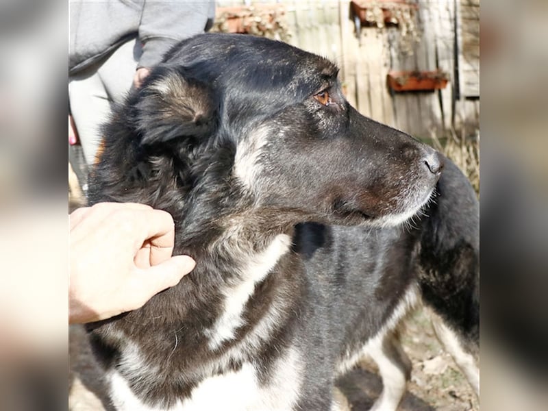 Jázmin, kaukasischer Schäferhund-Mix mit großem Herz, ca. 2,5 Jahre, ca. 69 cm, ca. 40 kg