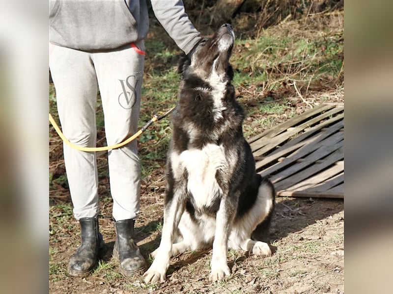 Jázmin, kaukasischer Schäferhund-Mix mit großem Herz, ca. 2,5 Jahre, ca. 69 cm, ca. 40 kg
