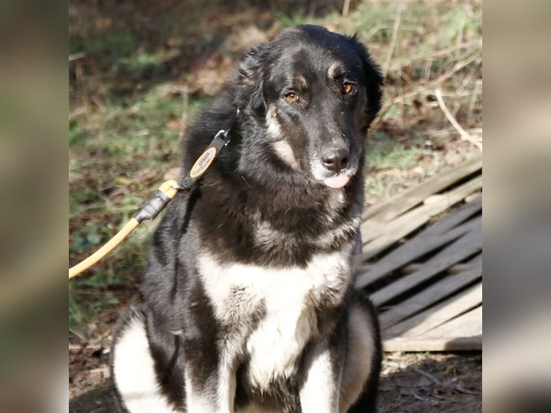 Jázmin, kaukasischer Schäferhund-Mix mit großem Herz, ca. 2,5 Jahre, ca. 69 cm, ca. 40 kg
