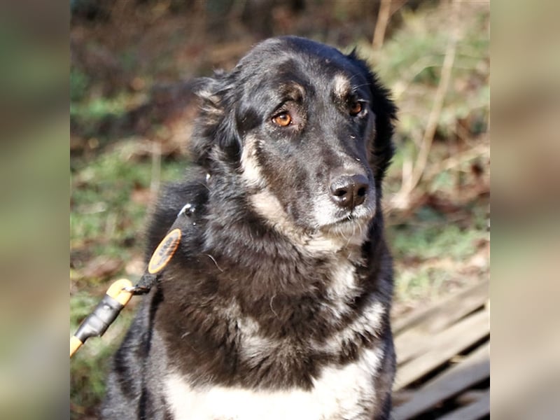 Jázmin, kaukasischer Schäferhund-Mix mit großem Herz, ca. 2,5 Jahre, ca. 69 cm, ca. 40 kg
