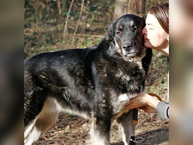 Jázmin, kaukasischer Schäferhund-Mix mit großem Herz, ca. 2,5 Jahre, ca. 69 cm, ca. 40 kg
