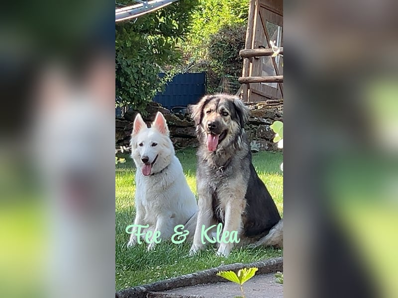 Kaukasus Schäferhund