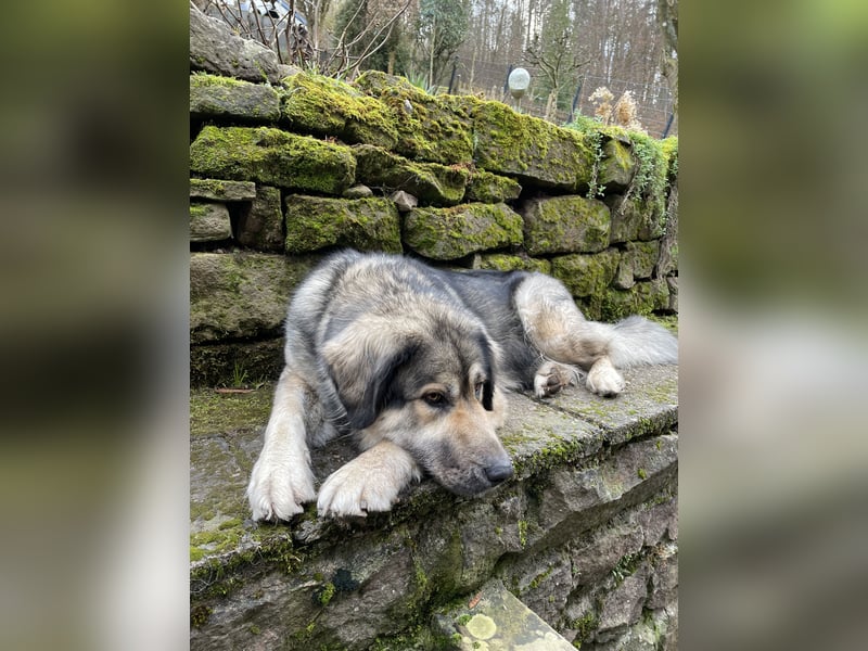 Kaukasus Schäferhund