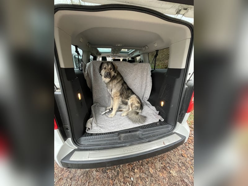 Kaukasus Schäferhund