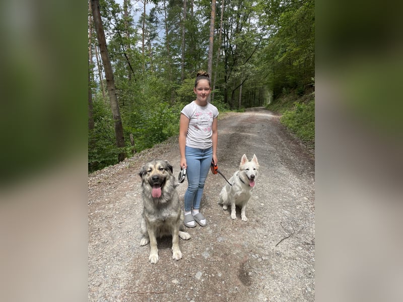Kaukasus Schäferhund