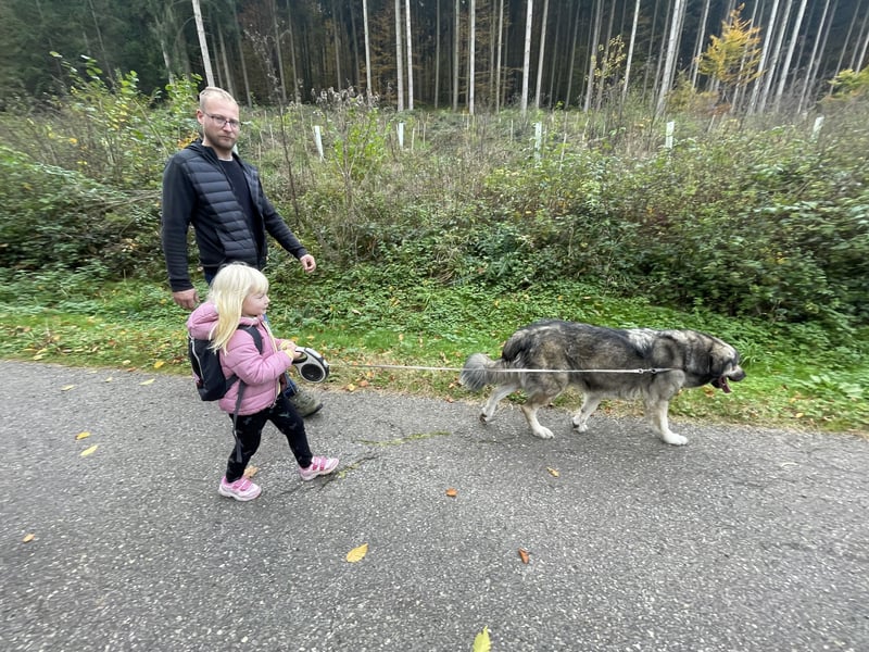 Kaukasus Schäferhund