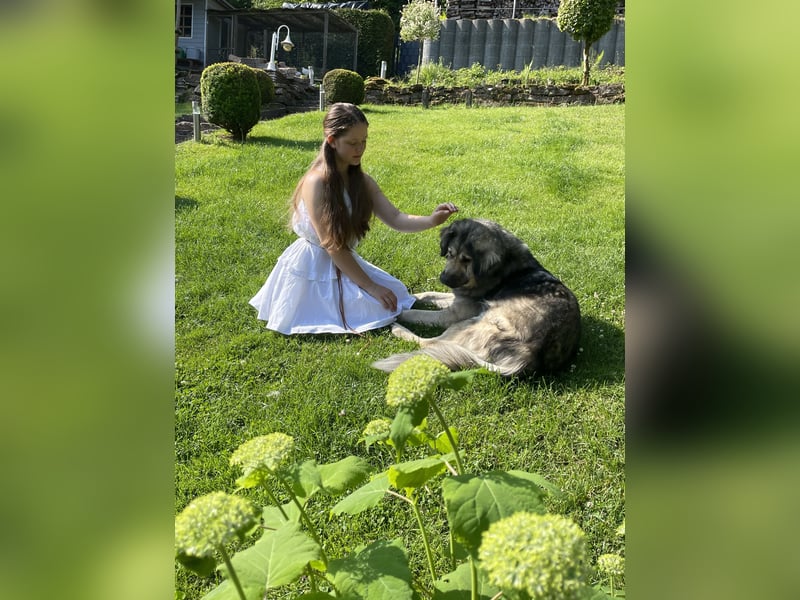Kaukasus Schäferhund