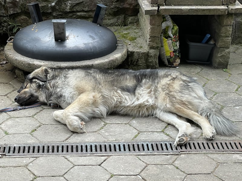 Kaukasus Schäferhund