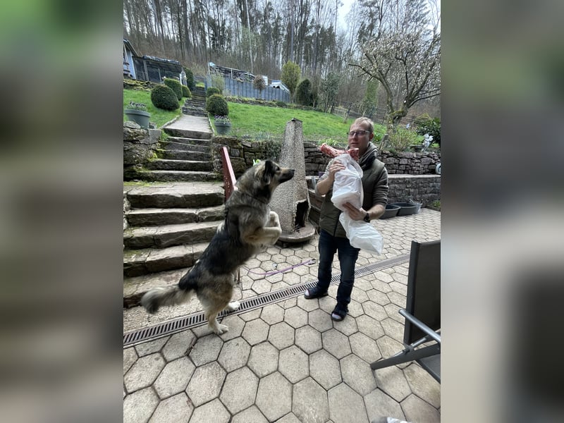 Kaukasus Schäferhund