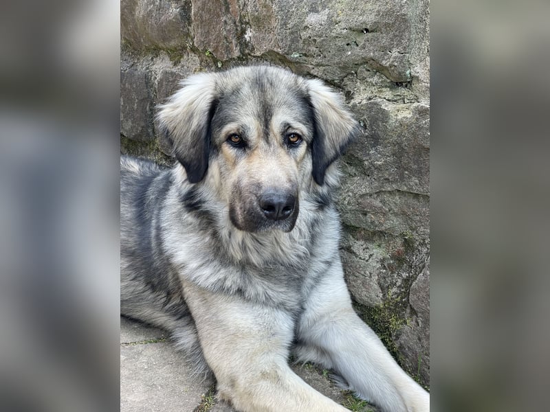 Kaukasus Schäferhund