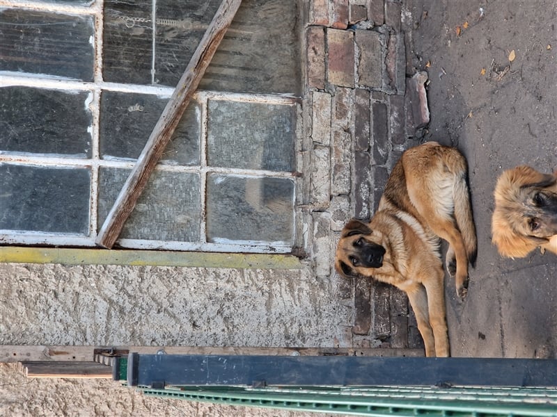 Kaukasischer owtscharka Schäferhund mix