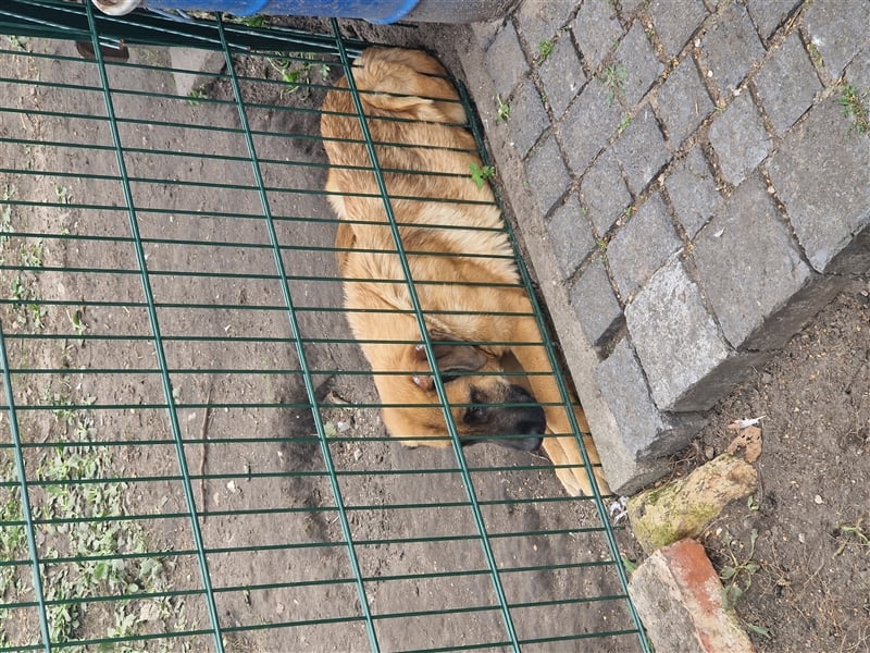 Kaukasischer owtscharka Schäferhund mix