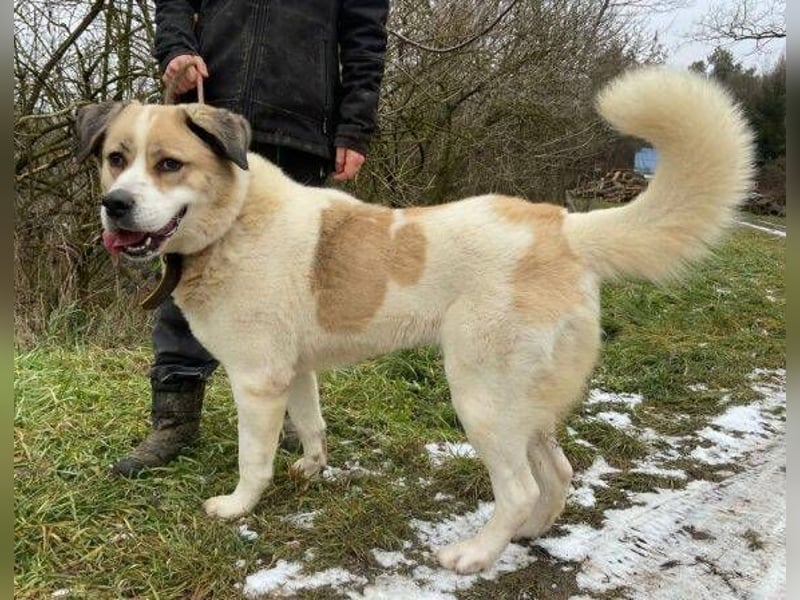 Heidi 2, Owtscharka