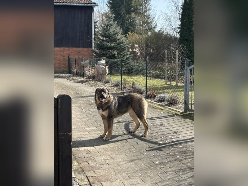 Kaukase-Rottweiler Mix