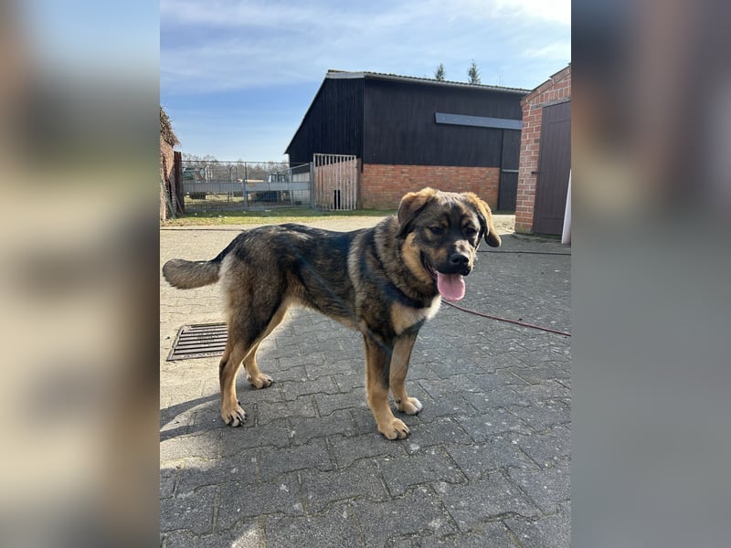 Kaukase-Rottweiler Mix