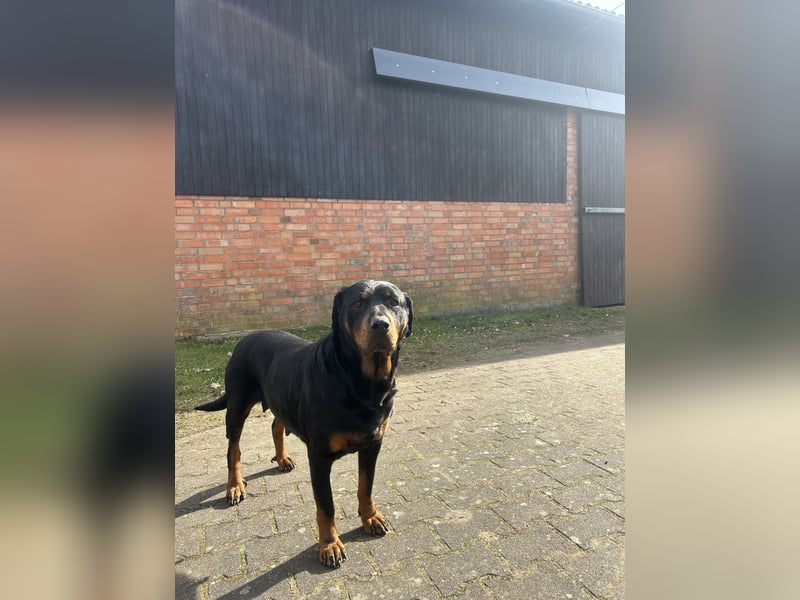 Kaukase-Rottweiler Mix