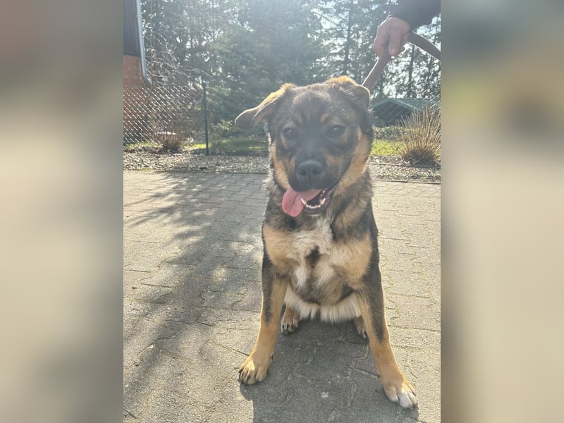 Kaukase-Rottweiler Mix