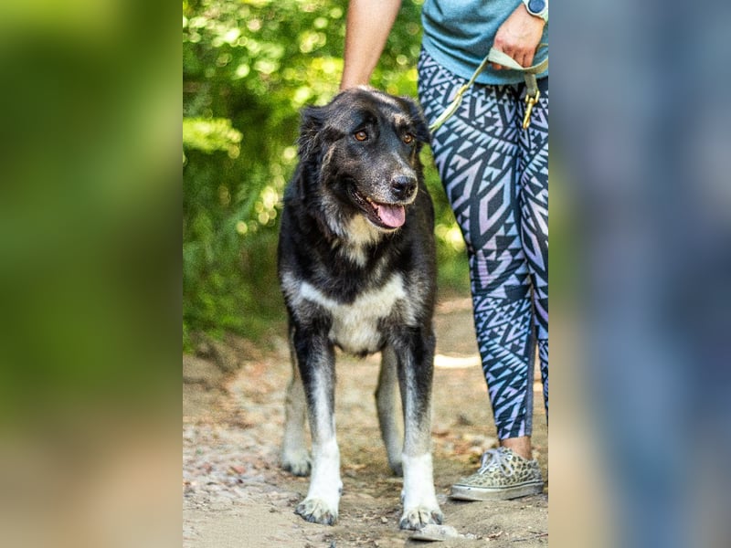 Jázmin, kaukasischer Schäferhund-Mix mit großem Herz, ca. 2,5 Jahre, ca. 69 cm, ca. 40 kg