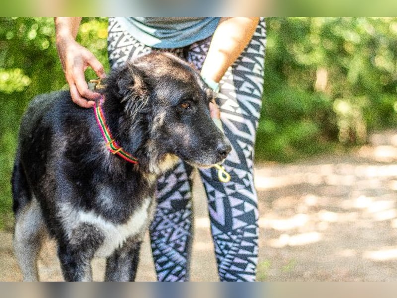 Jázmin, kaukasischer Schäferhund-Mix mit großem Herz, ca. 2,5 Jahre, ca. 69 cm, ca. 40 kg