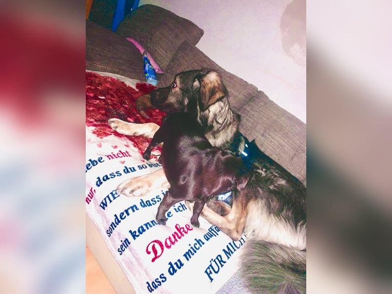 Anouk sucht liebevolles Zuhause