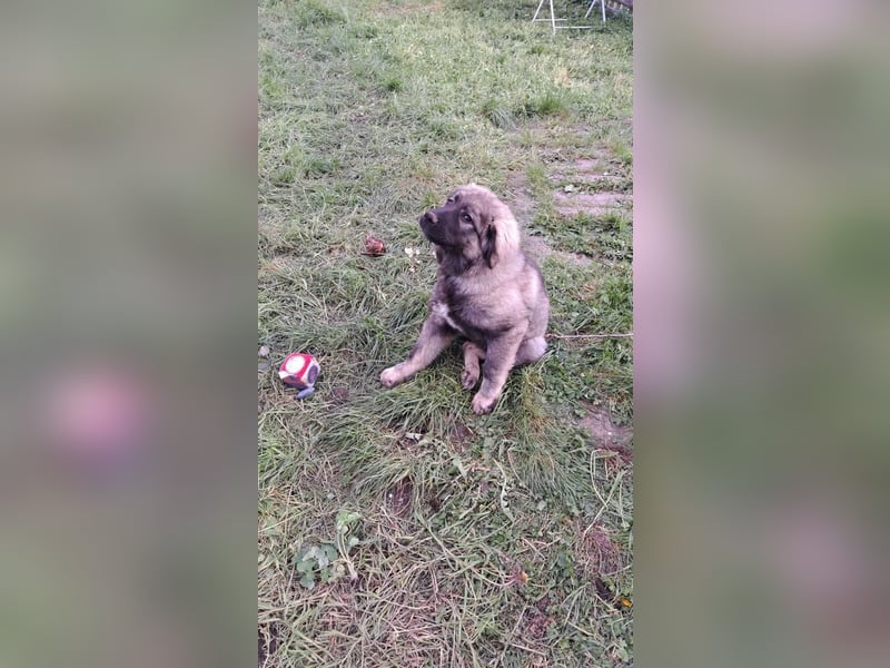 Anouk sucht liebevolles Zuhause