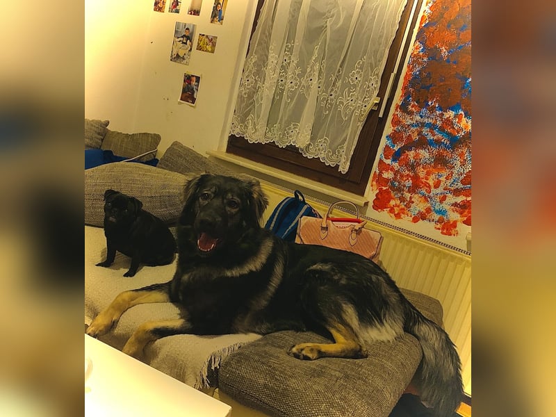 Anouk sucht liebevolles Zuhause