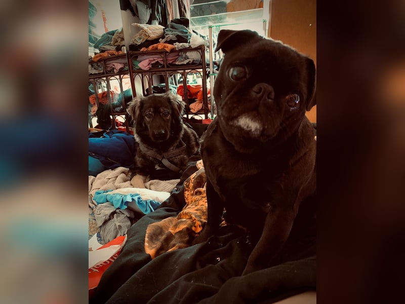 Anouk sucht liebevolles Zuhause