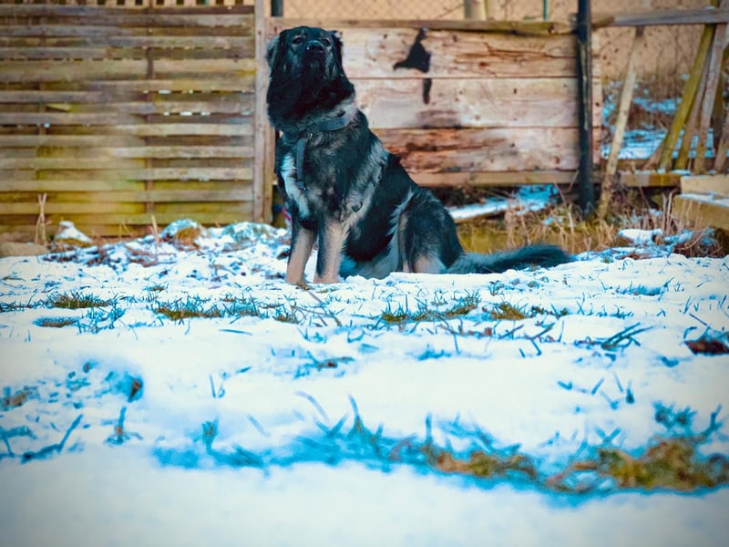 Anouk sucht liebevolles Zuhause