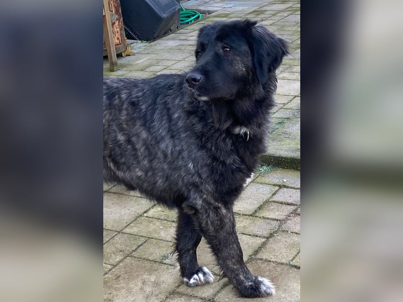 Kuschelbär Aleksa sucht ihre Familie
