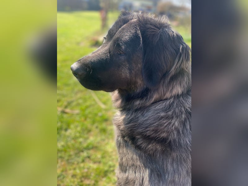 Kuschelbär Aleksa sucht ihre Familie