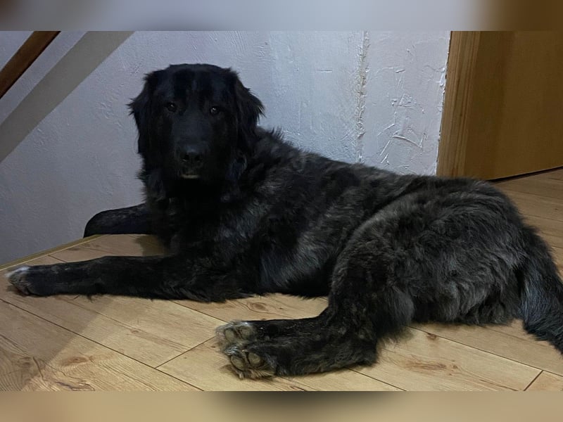 Kuschelbär Aleksa sucht ihre Familie