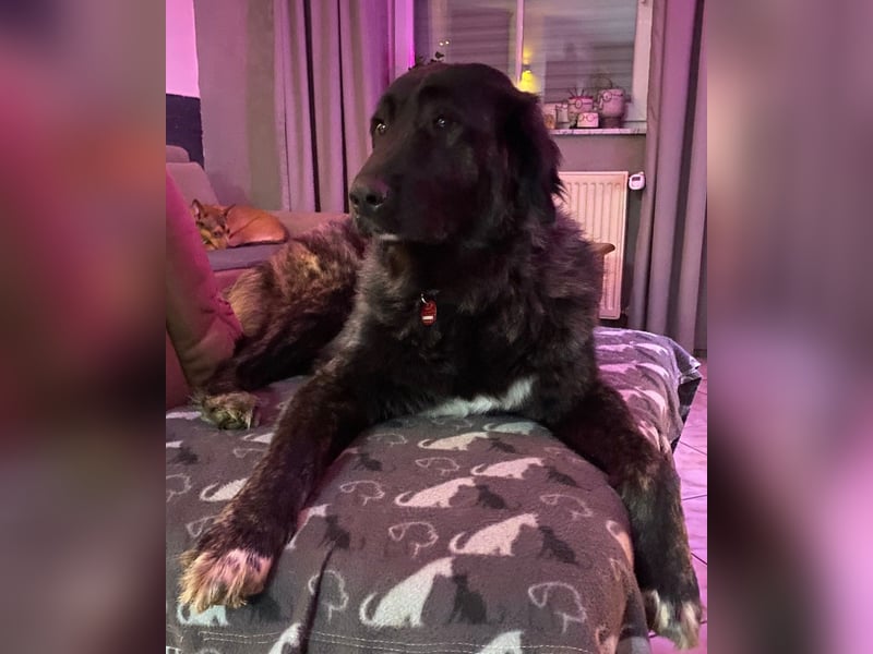 Kuschelbär Aleksa sucht ihre Familie