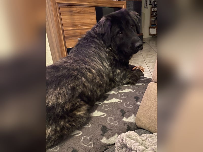 Kuschelbär Aleksa sucht ihre Familie