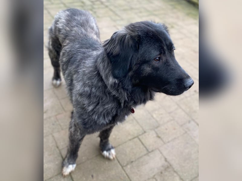 Kuschelbär Aleksa sucht ihre Familie