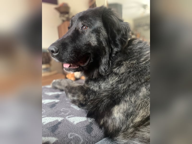 Kuschelbär Aleksa sucht ihre Familie