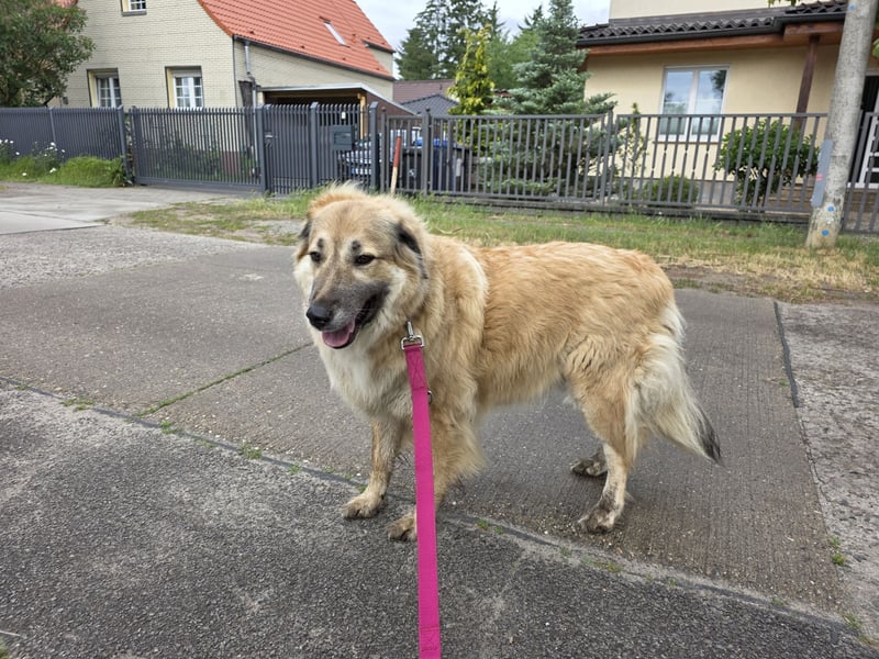 Lissy – Würdevolle Wächterin mit Herz