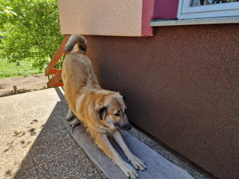 Lissy – Würdevolle Wächterin mit Herz