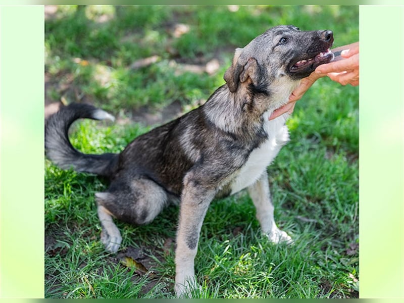 Cloé, eigenständige Schäferhundmixdame, ca. 1 Jahr, ca. 49 cm, ca. 18 kg