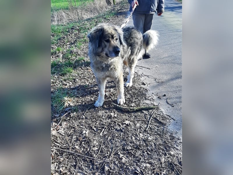 Maja - freundliche Hündin - Besitzer wurde krank