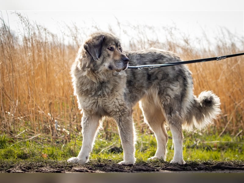 Maja - freundliche Hündin - Besitzer wurde krank