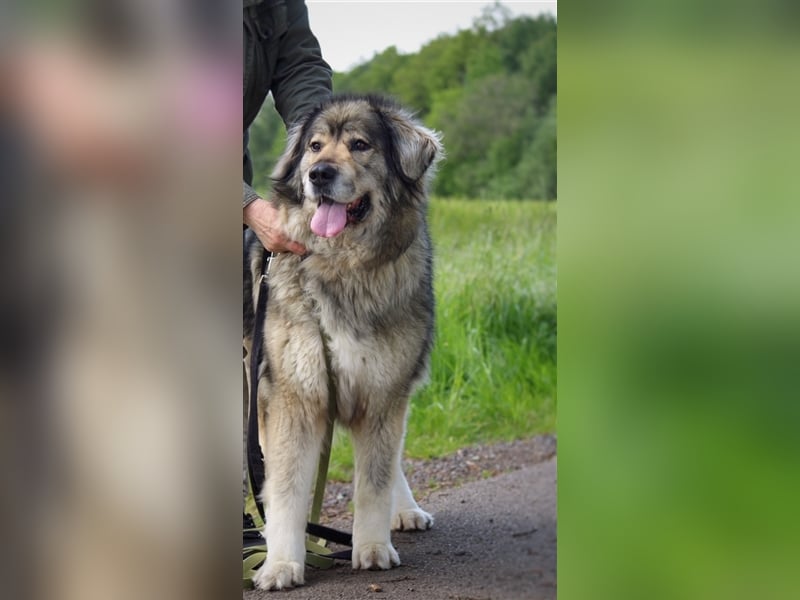 Maja - freundliche Hündin - Besitzer wurde krank