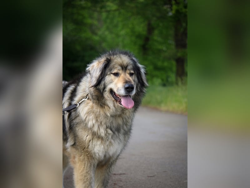 Maja - freundliche Hündin - Besitzer wurde krank