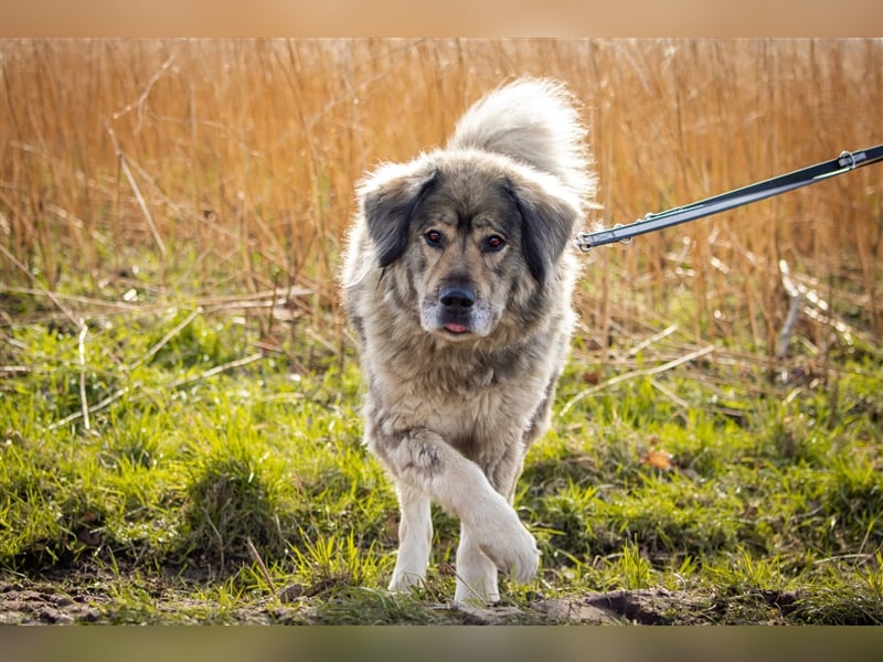 Maja - freundliche Hündin - Besitzer wurde krank