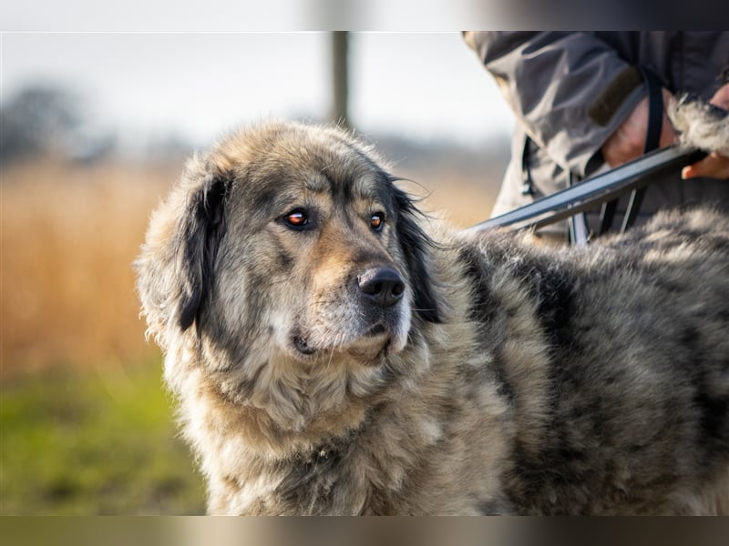 Maja - freundliche Hündin - Besitzer wurde krank