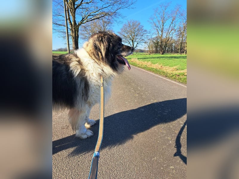 Kaukasischer Owtscharka Senior auf der Suche nach Paten