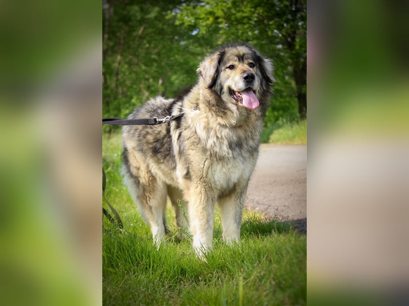 Maja - freundliche Hündin - Besitzer wurde krank